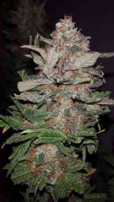 Hurkle > TGA Subcool Seeds | Regular Marijuana   |  Hybrid