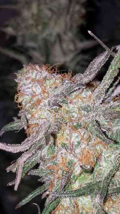 Hurkle > TGA Subcool Seeds | Regular Marijuana   |  Hybrid