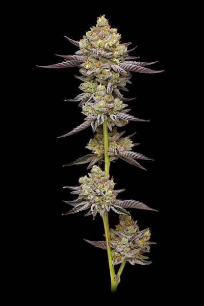 Hyper ZA graines > Humboldt Seed Company | Graines Féminisées  |  Indica