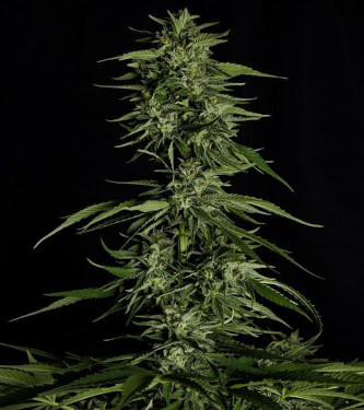 Auto Hyperion F1 > Royal Queen Seeds | Autoflowering Cannabis   |  Hybrid