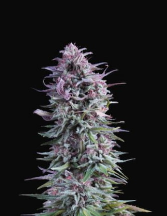 Hypno Zkittlez > Hypno Seeds | Graines Féminisées  |  Indica