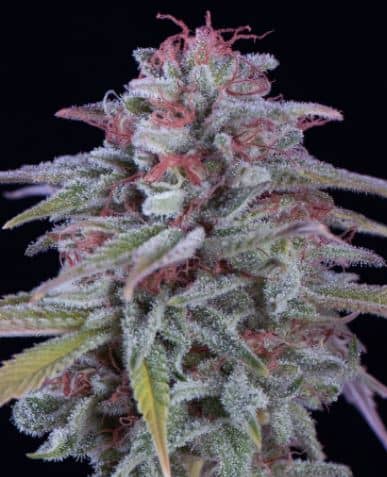 Hypno Zkittlez > Hypno Seeds | Graines Féminisées  |  Indica