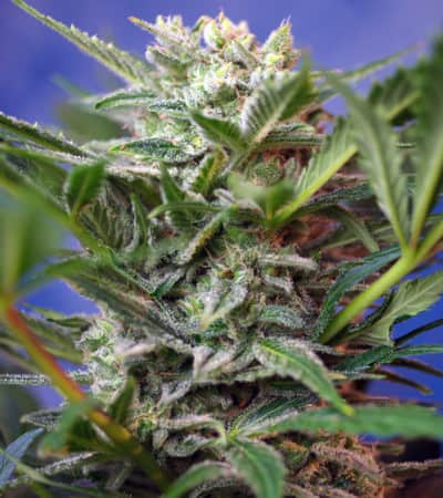 NYC Diesel > Sweet Seeds | Feminisierte Hanfsamen  |  Hybrid