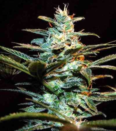 NYC Diesel > Sweet Seeds | Feminisierte Hanfsamen  |  Hybrid