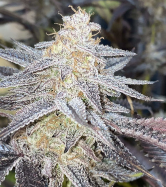 Ice Cream Cake Fast > Humboldt Seed Organisation | Feminisierte Hanfsamen  |  Indica