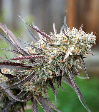 Ice Cream Cake Fast > Humboldt Seed Organisation | Semillas feminizadas  |  Índica