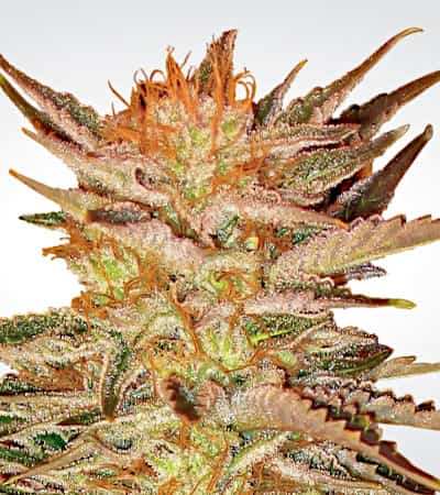 Ice Cream > Paradise Seeds | Feminized Marijuana   |  hybrid