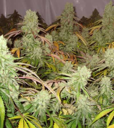 Ice Cream > Paradise Seeds | Feminized Marijuana   |  hybrid