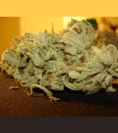 Ice Cream > Paradise Seeds | Feminized Marijuana   |  hybrid