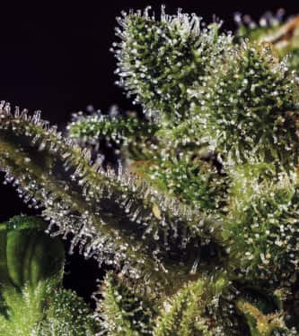 Ice Eyes > Hypno Seeds | Graines Autofloraison  |  Hybride