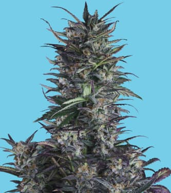 Ice Eyes > Hypno Seeds | Autoflowering Cannabis   |  Hybrid