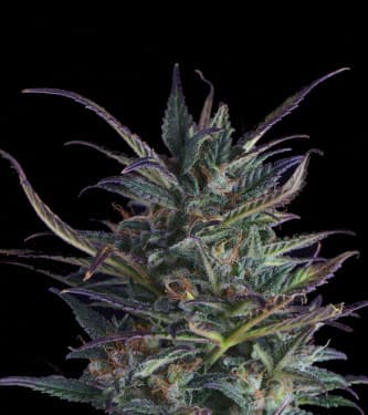 Ice Eyes > Hypno Seeds | Autoflowering Hanfsamen  |  Hybrid