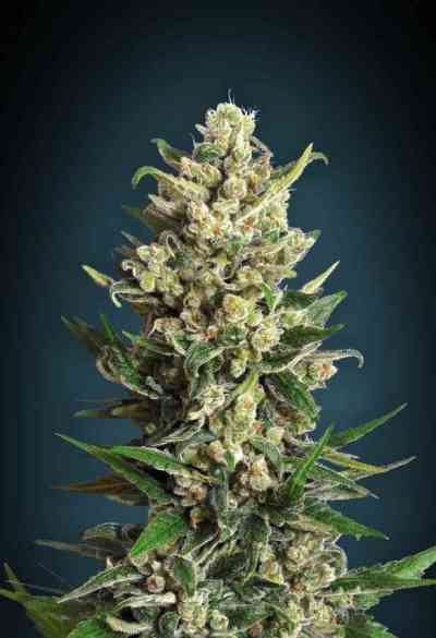 Feminized Collection #2 > Advanced Seeds