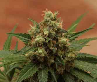 Ice > Royal Queen Seeds | Feminized Marijuana   |  Indica