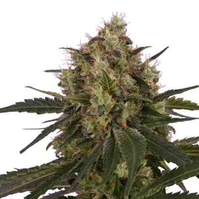 Ice > Royal Queen Seeds | Feminized Marijuana   |  Indica