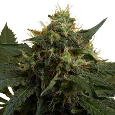 Ice > Royal Queen Seeds | Feminized Marijuana   |  Indica