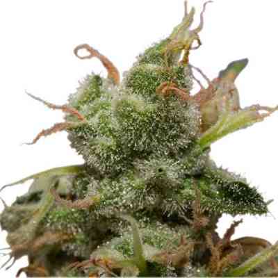 Ice > Royal Queen Seeds | Feminized Marijuana   |  Indica