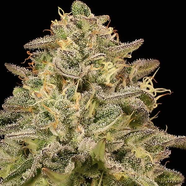Iced Lemon Watermelon graines > Anesia Seeds | Graines Féminisées  |  Indica