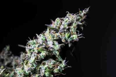 Icer Seed > R-Kiem Seeds | Feminized Marijuana   |  Indica