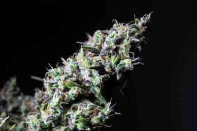 Icer Samen > R-Kiem Seeds | Feminisierte Hanfsamen  |  Indica