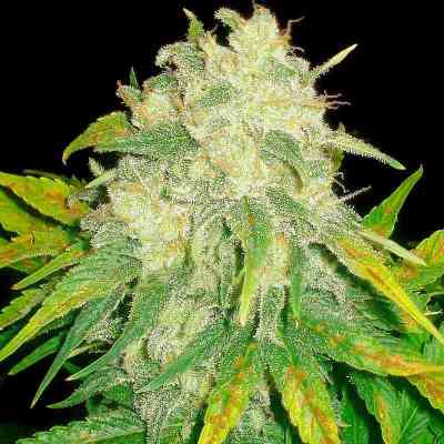 Il Diavolo > Delicious Seeds | Autoflowering Hanfsamen  |  Hybrid