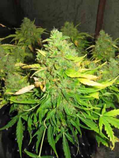 Il Diavolo > Delicious Seeds | Graines Autofloraison  |  Hybride