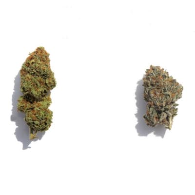 Indica vs. Sativa Buds