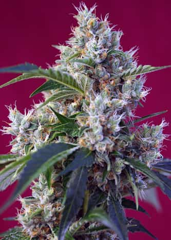 Indigo Berry Kush > Sweet Seeds | Feminisierte Hanfsamen  |  Hybrid