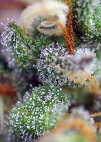 Indigo Berry Kush > Sweet Seeds | Feminisierte Hanfsamen  |  Hybrid