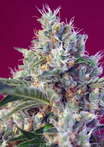 Indigo Berry Kush > Sweet Seeds | Feminized Marijuana   |  hybrid