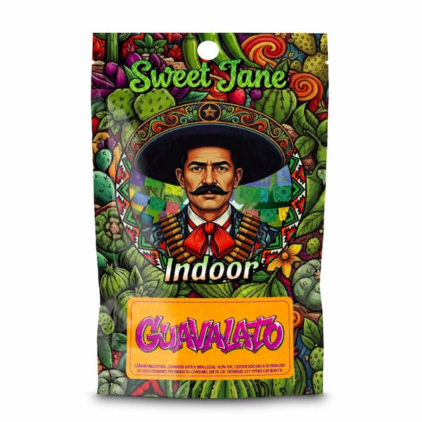 Indoor Guavalato > CBD Sweet Jane | Fleurs de CBD