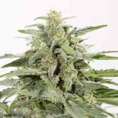 Industrial Plant Autoflowering CBD graines > Dinafem Seeds | Graines Autofloraison  |  Hybride