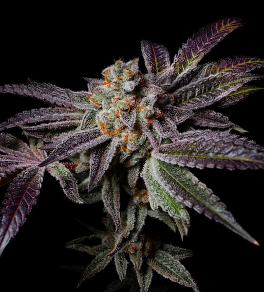 Insanity OG Seed > Pure Instinto | Feminized Cannabis   |  Indica