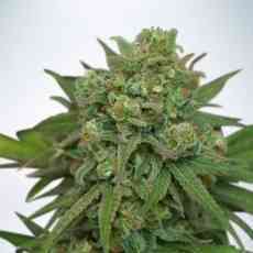 Instakush Seed > Ministry of Cannabis | Feminized Marijuana   |  Indica