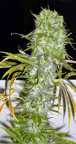 Irie > French Touch Seeds | Regular Marijuana   |  Sativa