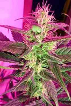 Irie > French Touch Seeds | Graines Normal  |  Sativa