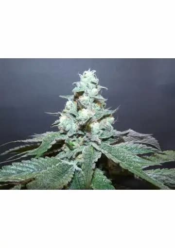 Izozki Boom Seed > Bask Triangle Farms | Feminized Cannabis   |  Indica