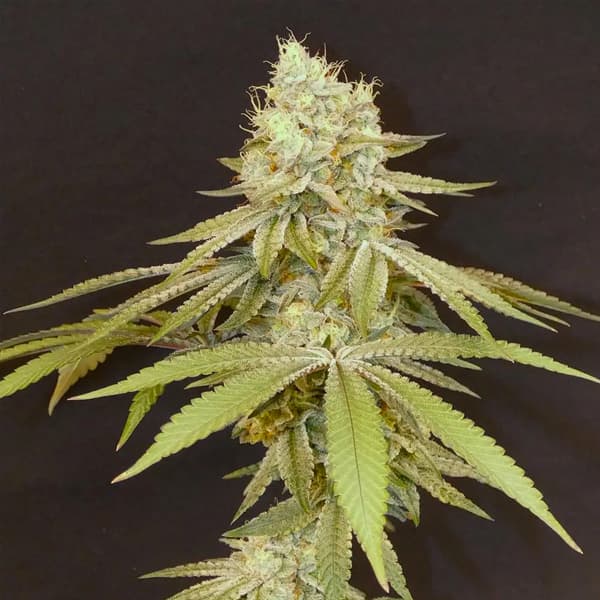 Izozki Boom Seed > Bask Triangle Farms | Feminized Cannabis   |  Indica