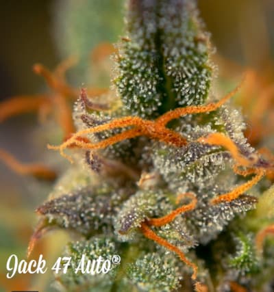 Jack 47 Auto > Sweet Seeds | Graines Autofloraison  |  Sativa