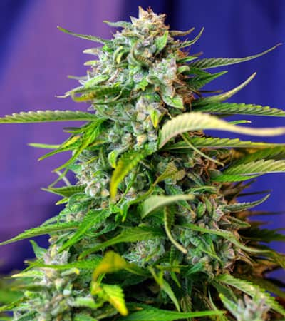 Jack 47 Auto > Sweet Seeds | Autoflowering Hanfsamen  |  Sativa