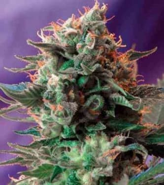 Jack 47 > Sweet Seeds | Semillas feminizadas  |  Híbrido