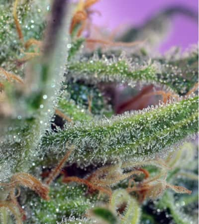 Jack 47 > Sweet Seeds | Feminized Marijuana   |  hybrid