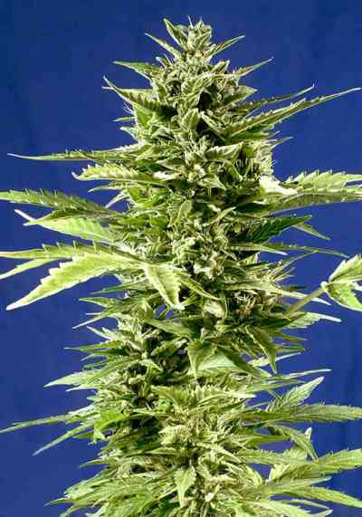 Jack Diesel Express > Positronics | Autoflowering Hanfsamen  |  Hybrid