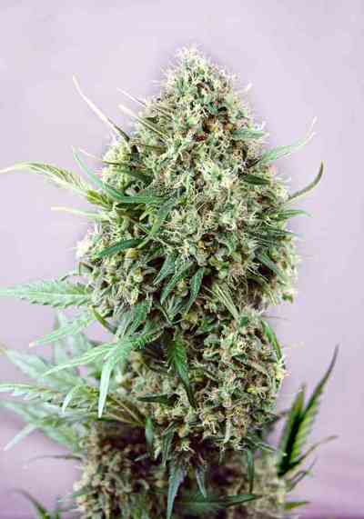 Jack Diesel > Positronics | Feminisierte Hanfsamen  |  Sativa