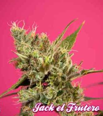 Fruity Jack > Philosopher Seeds | Feminisierte Hanfsamen  |  Sativa