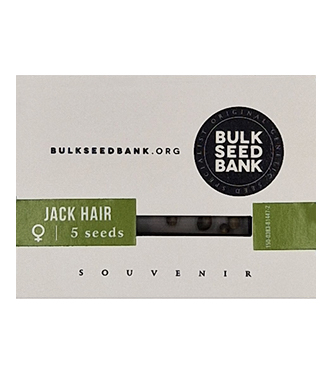 Jack Hair > Bulk Seed Bank | Feminisierte Hanfsamen  |  Hybrid