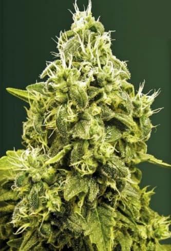 Jack Hammer > Victory Seeds | Feminized Marijuana   |  Sativa