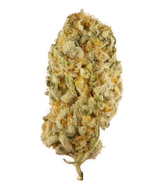 Jack Herer Fast > Semillas a Granel