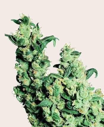 Jack Herer > Sensi Seeds | Feminized Marijuana   |  hybrid