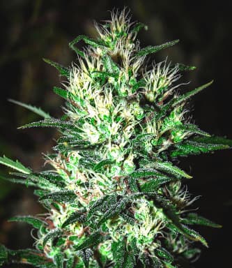 Jack Herer > Bulldog Seeds | Feminized Marijuana   |  Indica